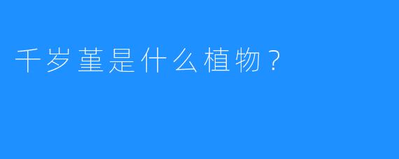 千岁堇是什么植物？ 