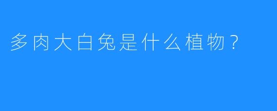 多肉大白兔是什么植物？