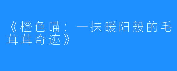 《橙色喵:一抹暖阳般的毛茸茸奇迹》